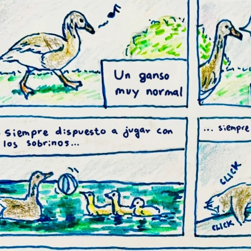 Un ganso muy pacífico hasta que alguien lo llama 'pato'