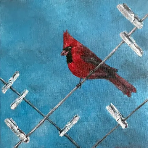 Un cardenal norteño está posado entre pinzas de la ropa vacías